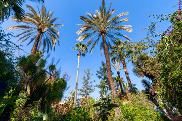 Jardin Majorelle botanical garden in Marrakesh, Morocco