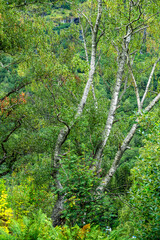 Alte Birken stehen in einem Gebüsch