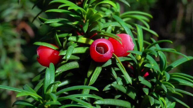 European yew Taxus baccata - poisonous red berries on an ornamental yew shrub in autumn in a park, Ukraine
