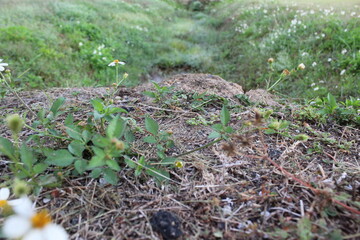 Fototapeta premium Close-up and nature-based pictures