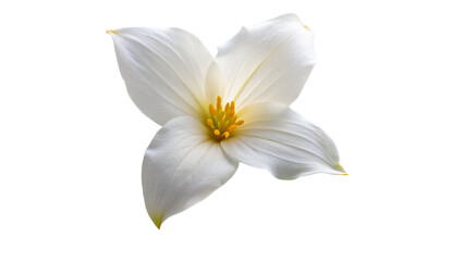 white trillium flower isolated on transparent background