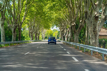 Road lined with plane trees