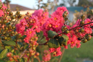 Obraz premium Close-up and nature-based pictures