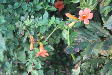 Close-up and nature-based pictures