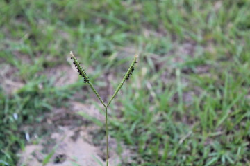 Close-up and nature-based pictures
