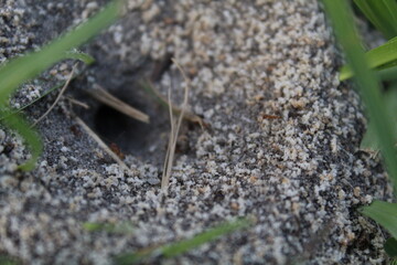 Close-up and nature-based pictures