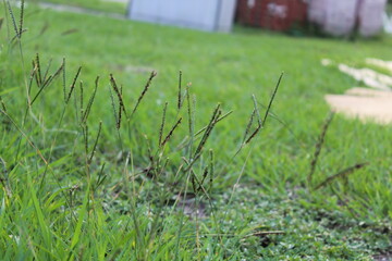 Close-up and nature-based pictures