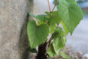 Close-up and nature-based pictures