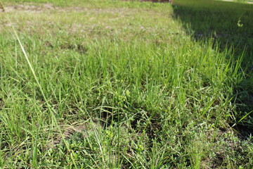 Close-up and nature-based pictures