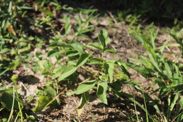 Close-up and nature-based pictures