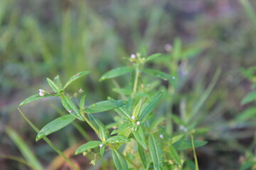 Close-up and nature-based pictures