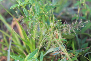 Close-up and nature-based pictures