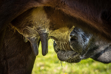 A calf suckling from their mother's udder, with visible milk © lemanieh