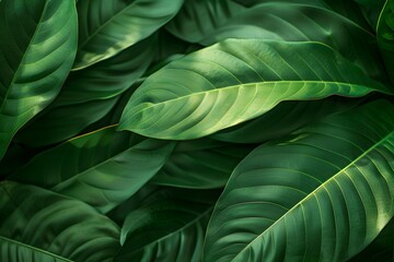 Fototapeta premium A close up of a bunch of green leaves