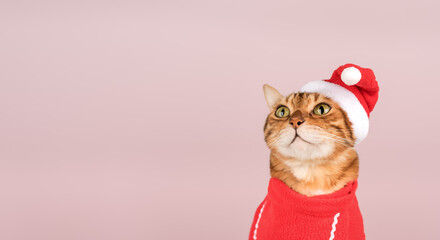 Beautiful Bengal cat in Santa costume.
