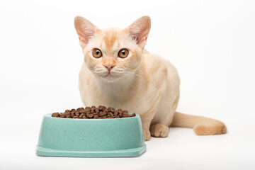 Kitten cream burmese eats dry food.