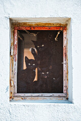 Black cats in a rusty old window. Halloween themes image. 