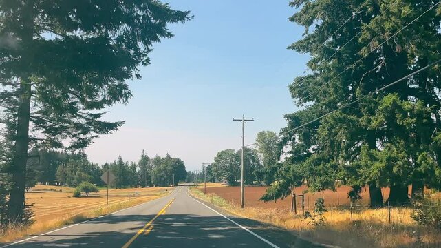 Scenic countryside road surrounded by tall trees and power lines. A quiet, scenic countryside road stretches into the distance, flanked by tall, green trees and utility poles with power lines running
