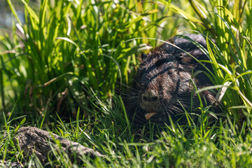 Nutria on banks of canal, search for food. Nutria in green grass. The black nutria took refuge in...