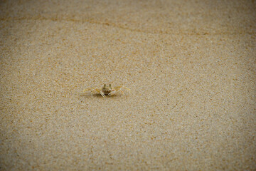 A sand crab walking along the beach