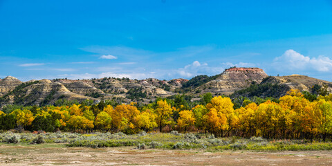 Colorful Trees in Theodore Roosevelt National Park