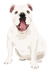 Obraz premium PNG white bulldog, dog illustration sticker, transparent background