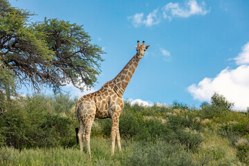 Cute Angolan giraffe (Giraffa camelopardalis angolensis), in Kalahari, green desert after rain season. Kgalagadi Transfrontier Park, South Africa wildlife safari