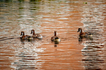 Nilgansküken im Sonnenlicht