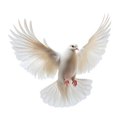 Obraz premium Bird with white wings in flight