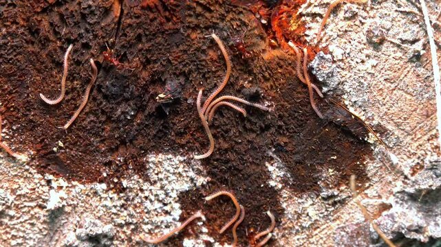 Blaniulus  guttulatus - Millipedes on an old oak tree stump in the garden, Ukraine