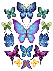 Butterfly Collection Illustration Set. Beautiful Watercolor Tropical Moths Isolated on White Background. Flying Cute Insects with Colorful Wings