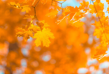 autumn leaves, very shallow focus, perfect fall background..