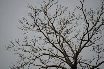 Obraz premium Tree branch 