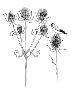 Goldfinch sits on Teasels. Botany black line drawing plant and bird