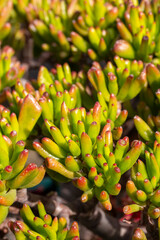 Succulent plant Crassula Ovata Gollum, also called Trumpet Jade. Closeup of the leaves and...