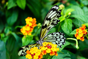 Schmetterling Weiße Baumnymphe © Eberhard Spaeth