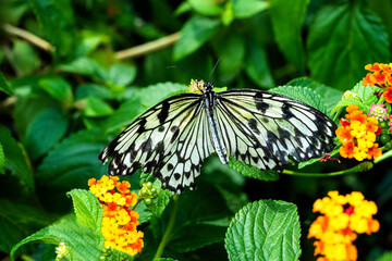 Schmetterling Weiße Baumnymphe © Eberhard Spaeth