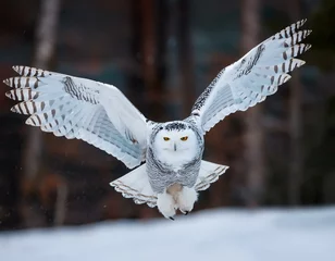 snowy owl, Owl, winter, snow, harfang des neiges, snow, white, winter, canada, bird 