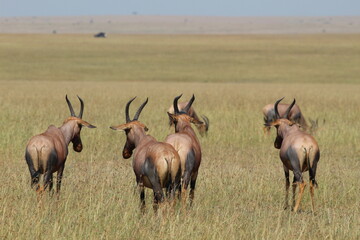 Antilopes dans la savane 