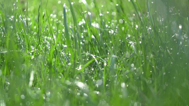 Close-up of dewy grass in the morning sunlight in 4K slow motion 60fps