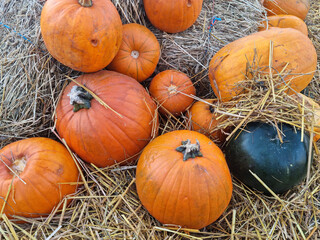 Variety of Pumpkins on Dried Grass: Autumn's Bounty