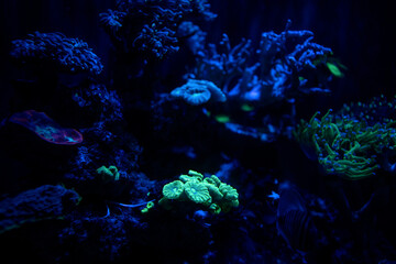 Glowing Reef in Cape town aquarium. Marine life around africa's coast. Luminous coral around african coast. 