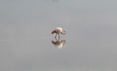 FLAMANT ROSE 