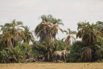 Troupeau d'&eacute;l&eacute;phants sur fond de jungle 