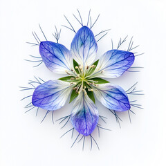 Obraz premium Top View of a Blue and White Nigella Flower with Fine Green Stems