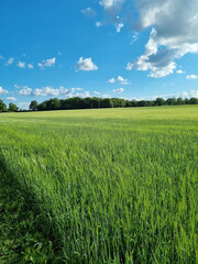 Fototapeta premium Green green farmers fields