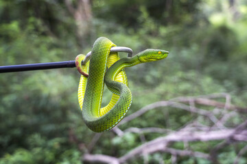 Female Gumprecht's pit viper - Trimeresurus gumprechti coiled around snake catching hook in the...