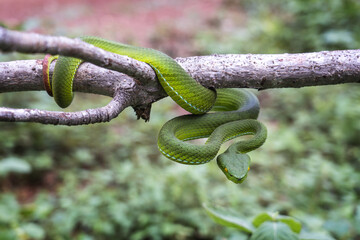Snake with hemotoxic venom dangerous to the blood system. Female Gumprecht's pit viper - Trimeresurus gumprechti coiled around a dry tree branch in the northern forests of Thailand.