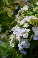 紫陽花の花