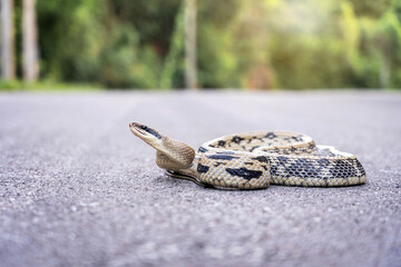 The snake is not dangerous. Yunnan beauty rat snake - Elaphe taeniura ssp. yunnanensis emerged from the forest and coiled on a mountain road in northern Thailand.